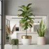 home decor plants