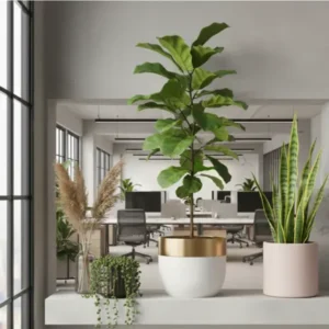 home decor plants